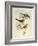 Tawny-Bellied Babbler (Dumetia Hyperythra)-John Gould-Framed Giclee Print