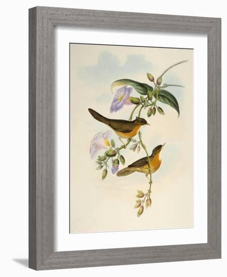 Tawny-Bellied Babbler (Dumetia Hyperythra)-John Gould-Framed Giclee Print