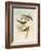 Tawny-Bellied Babbler (Dumetia Hyperythra)-John Gould-Framed Giclee Print