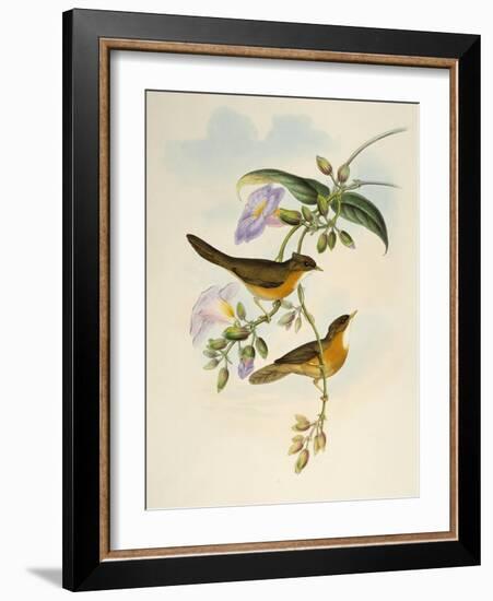 Tawny-Bellied Babbler (Dumetia Hyperythra)-John Gould-Framed Giclee Print