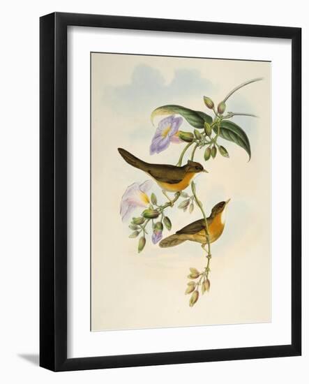 Tawny-Bellied Babbler (Dumetia Hyperythra)-John Gould-Framed Giclee Print