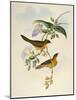 Tawny-Bellied Babbler (Dumetia Hyperythra)-John Gould-Mounted Giclee Print