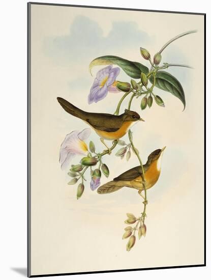 Tawny-Bellied Babbler (Dumetia Hyperythra)-John Gould-Mounted Giclee Print