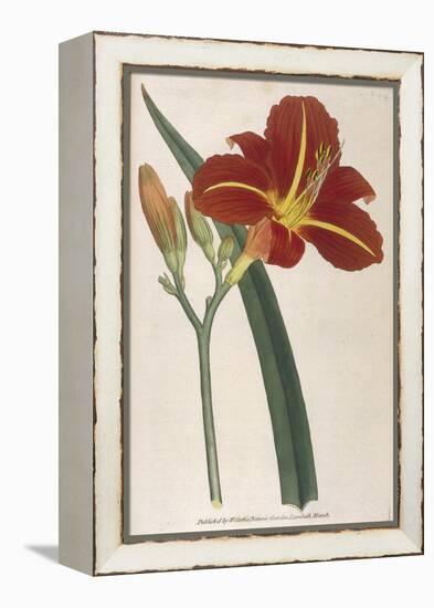 Tawny Day Lily-William Curtis-Framed Stretched Canvas