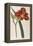 Tawny Day Lily-William Curtis-Framed Stretched Canvas