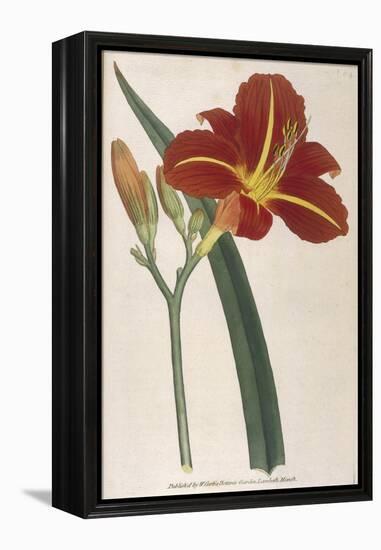 Tawny Day Lily-William Curtis-Framed Stretched Canvas