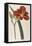 Tawny Day Lily-William Curtis-Framed Stretched Canvas