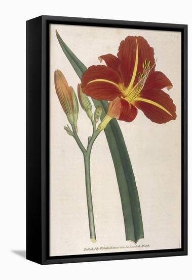 Tawny Day Lily-William Curtis-Framed Stretched Canvas