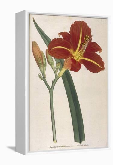 Tawny Day Lily-William Curtis-Framed Stretched Canvas