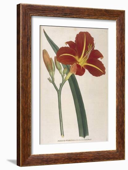 Tawny Day Lily-William Curtis-Framed Art Print