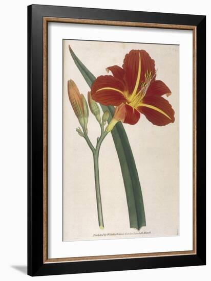 Tawny Day Lily-William Curtis-Framed Art Print