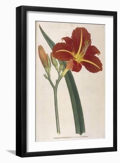 Tawny Day Lily-William Curtis-Framed Art Print