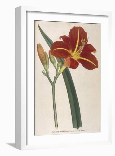 Tawny Day Lily-William Curtis-Framed Art Print