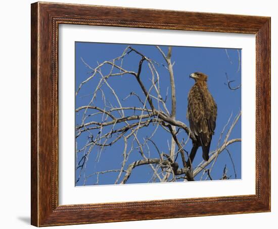 Tawny Eagle (Aquila Rapax), Kgalagadi Transfrontier Park, Northern Cape, South Africa, Africa-Ann & Steve Toon-Framed Photographic Print