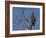 Tawny Eagle (Aquila Rapax), Kgalagadi Transfrontier Park, Northern Cape, South Africa, Africa-Ann & Steve Toon-Framed Photographic Print