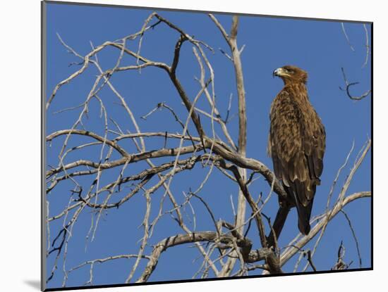 Tawny Eagle (Aquila Rapax), Kgalagadi Transfrontier Park, Northern Cape, South Africa, Africa-Ann & Steve Toon-Mounted Photographic Print