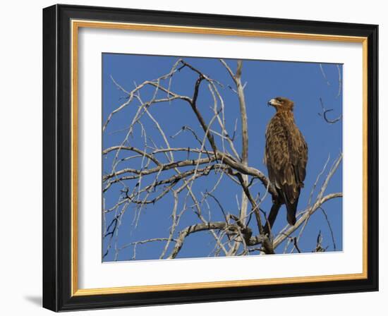 Tawny Eagle (Aquila Rapax), Kgalagadi Transfrontier Park, Northern Cape, South Africa, Africa-Ann & Steve Toon-Framed Photographic Print