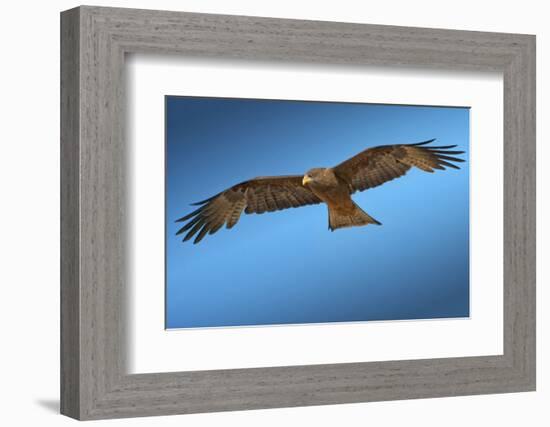 Tawny Eagle Flying, Filling Frame-Sheila Haddad-Framed Photographic Print