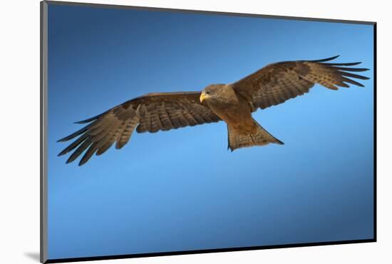 Tawny Eagle Flying, Filling Frame-Sheila Haddad-Mounted Photographic Print