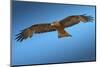 Tawny Eagle Flying, Filling Frame-Sheila Haddad-Mounted Photographic Print