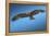 Tawny Eagle Flying, Filling Frame-Sheila Haddad-Framed Premier Image Canvas