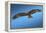 Tawny Eagle Flying, Filling Frame-Sheila Haddad-Framed Premier Image Canvas