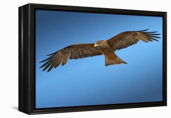 Tawny Eagle Flying, Filling Frame-Sheila Haddad-Framed Premier Image Canvas