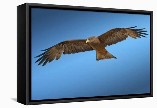 Tawny Eagle Flying, Filling Frame-Sheila Haddad-Framed Premier Image Canvas