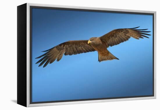 Tawny Eagle Flying, Filling Frame-Sheila Haddad-Framed Premier Image Canvas