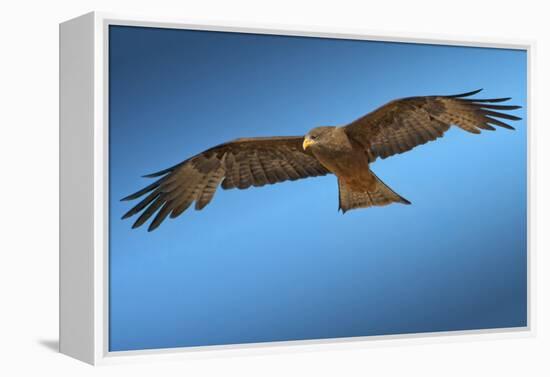 Tawny Eagle Flying, Filling Frame-Sheila Haddad-Framed Premier Image Canvas