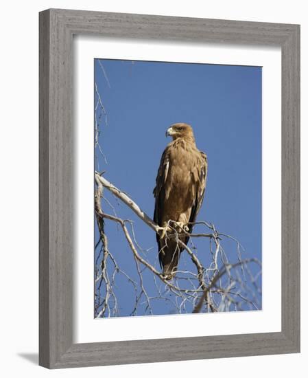 Tawny Eagle, Kgalagadi Transfrontier Park, Northern Cape, South Africa, Africa-Toon Ann & Steve-Framed Photographic Print