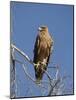 Tawny Eagle, Kgalagadi Transfrontier Park, Northern Cape, South Africa, Africa-Toon Ann & Steve-Mounted Photographic Print