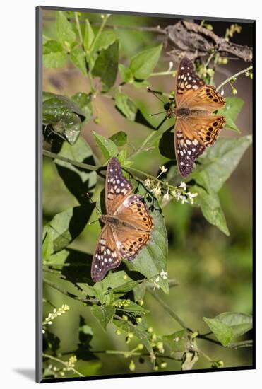Tawny Emperor (Asterocampa clyton) sunning-Larry Ditto-Mounted Photographic Print