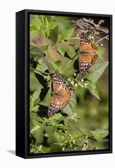 Tawny Emperor (Asterocampa clyton) sunning-Larry Ditto-Framed Premier Image Canvas