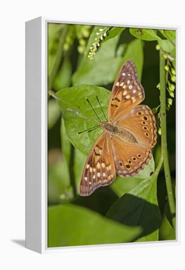 Tawny Emperor (Asterocampa clyton) sunning-Larry Ditto-Framed Premier Image Canvas