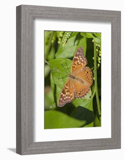 Tawny Emperor (Asterocampa clyton) sunning-Larry Ditto-Framed Photographic Print