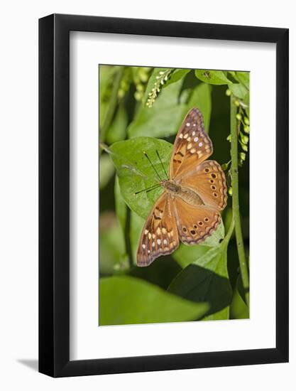 Tawny Emperor (Asterocampa clyton) sunning-Larry Ditto-Framed Photographic Print