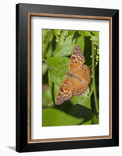 Tawny Emperor (Asterocampa clyton) sunning-Larry Ditto-Framed Photographic Print