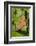 Tawny Emperor (Asterocampa clyton) sunning-Larry Ditto-Framed Photographic Print