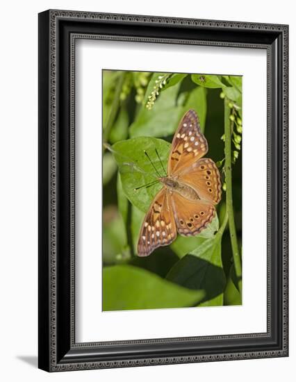 Tawny Emperor (Asterocampa clyton) sunning-Larry Ditto-Framed Photographic Print