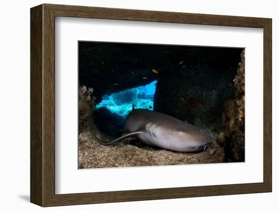 Tawny nurse shark in a small cave, Thailand-Sirachai Arunrugstichai-Framed Photographic Print