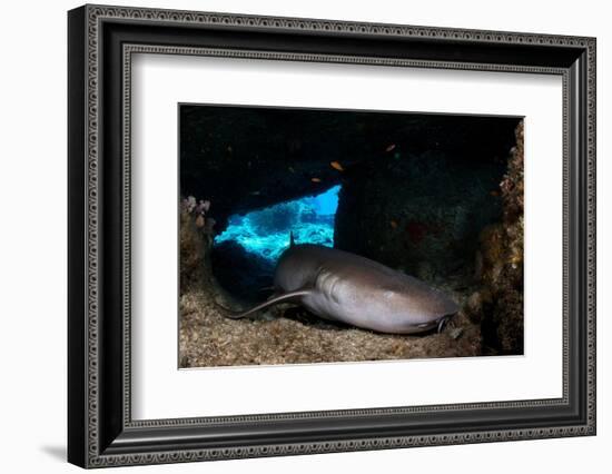 Tawny nurse shark in a small cave, Thailand-Sirachai Arunrugstichai-Framed Photographic Print