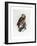 Tawny Owl, 1841-Prideaux John Selby-Framed Giclee Print