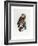 Tawny Owl, 1841-Prideaux John Selby-Framed Giclee Print