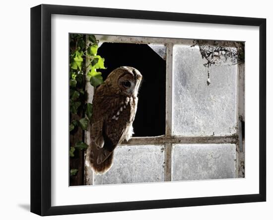 Tawny Owl in Barn Window-null-Framed Photographic Print