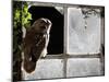 Tawny Owl in Barn Window-null-Mounted Photographic Print