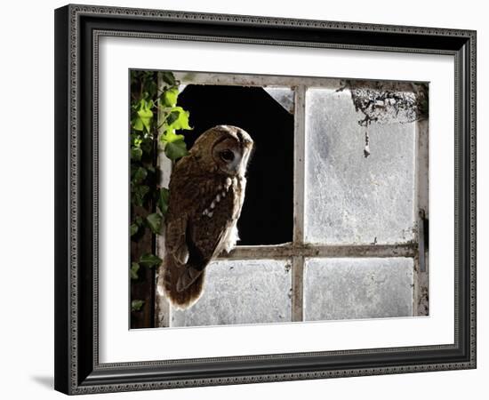 Tawny Owl in Barn Window-null-Framed Photographic Print