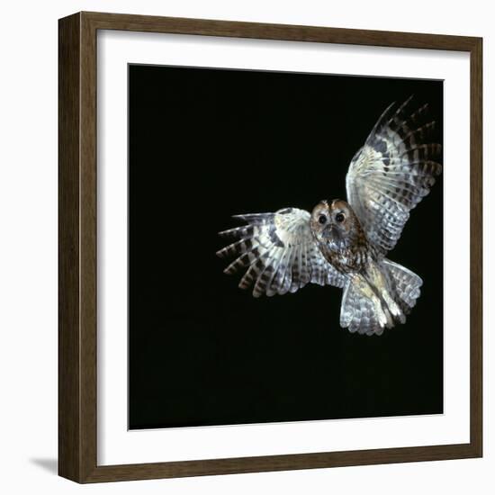 Tawny Owl in Flight-CM Dixon-Framed Photographic Print