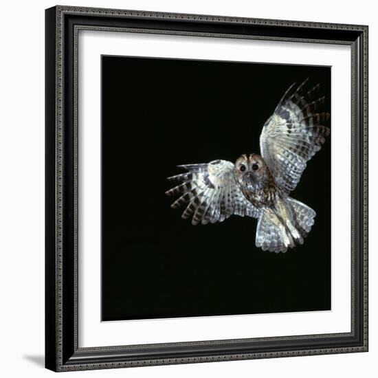 Tawny Owl in Flight-CM Dixon-Framed Photographic Print