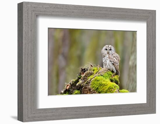 Tawny Owl in the Wood-Stanislav Duben-Framed Photographic Print